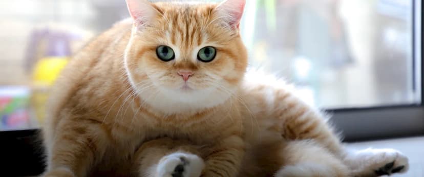 A plump ginger British shorthair cat with bright green eyes sitting indoors near a window, looking directly at the camera - the kind of pampered indoor cat at the heart of The Cat Butler's premium service model